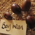 Bay Beans